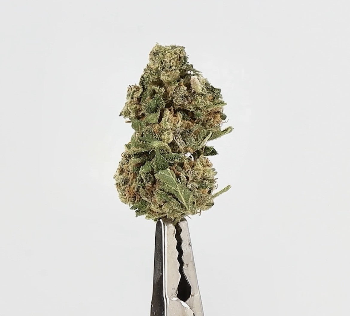 ORANGE BUD MEDIUM