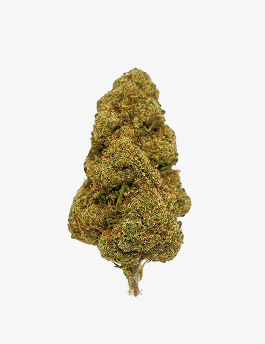 MASTER KUSH