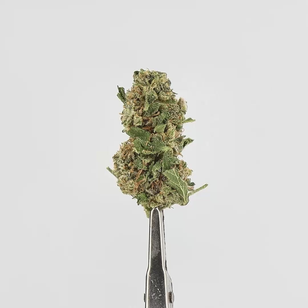 ORANGE BUD MEDIUM