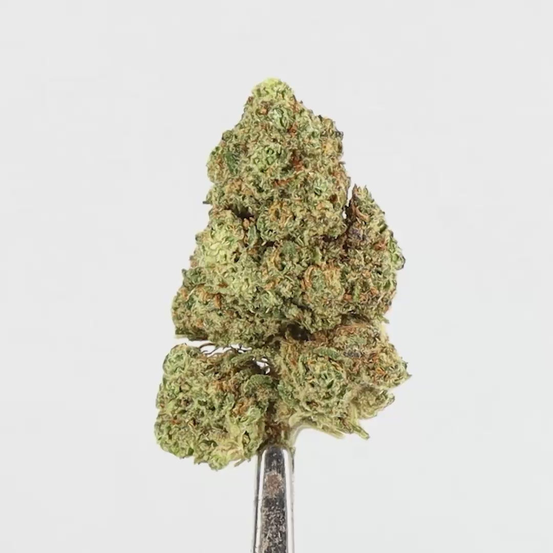 OG KUSH MEDIUM
